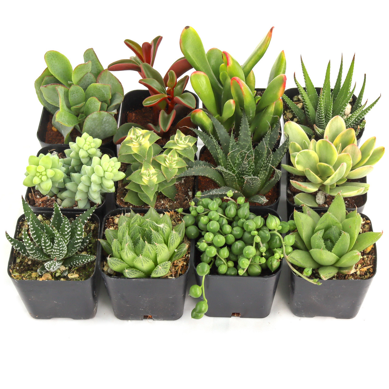 Easy Indoor Succulents Variety Pack (6-20 Plants, 2" Pots)