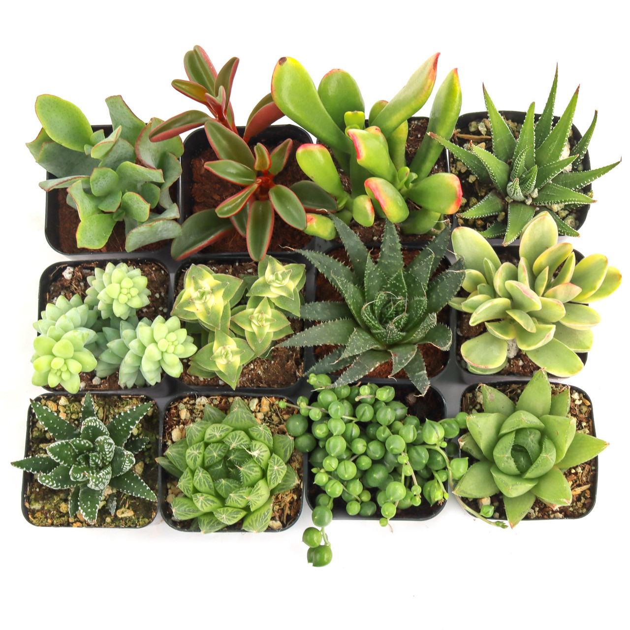 Easy Indoor Succulents Variety Pack (6-20 Plants, 2