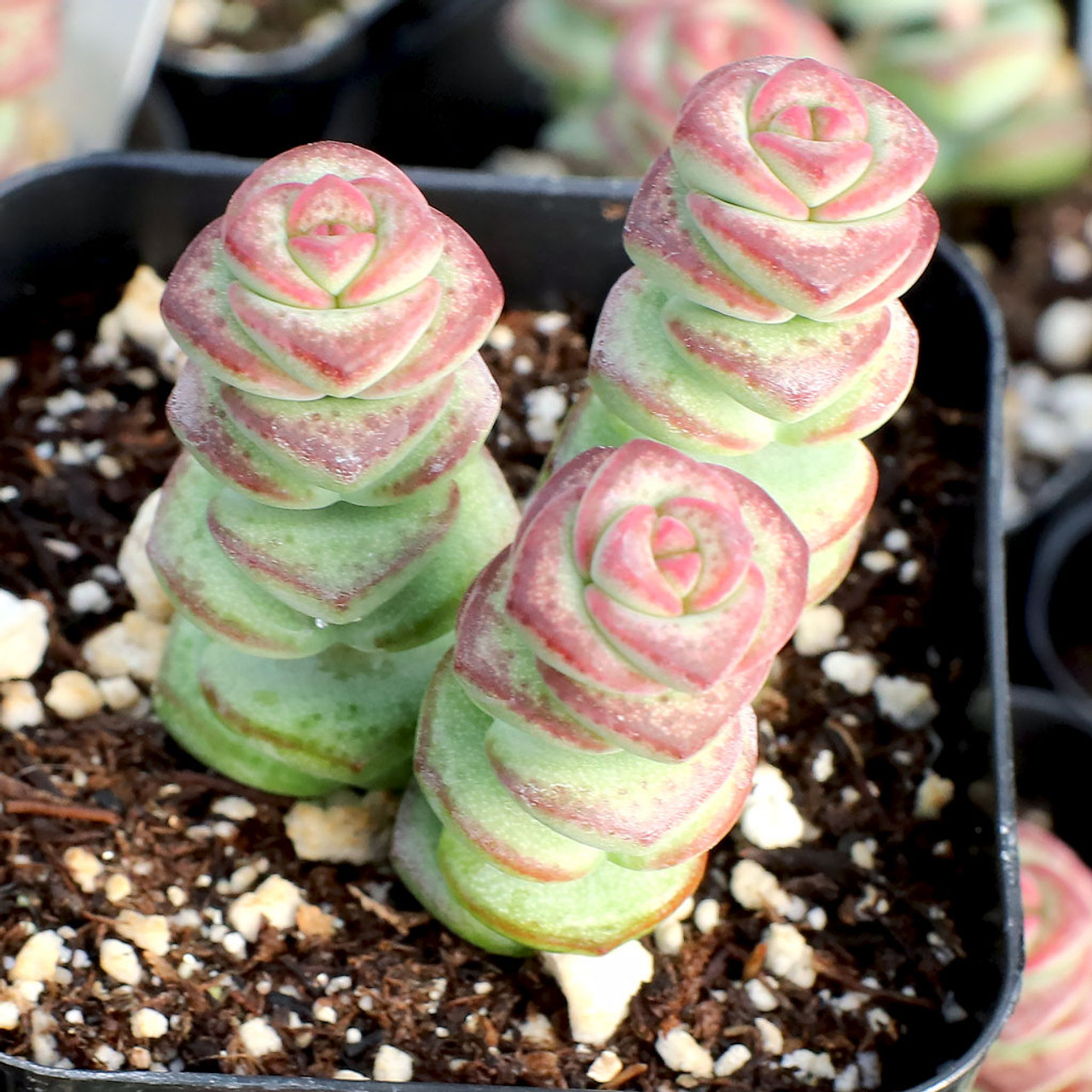 There's A Succulent Plant Known As 'String Of Buttons' And Now I Need One  In My Life