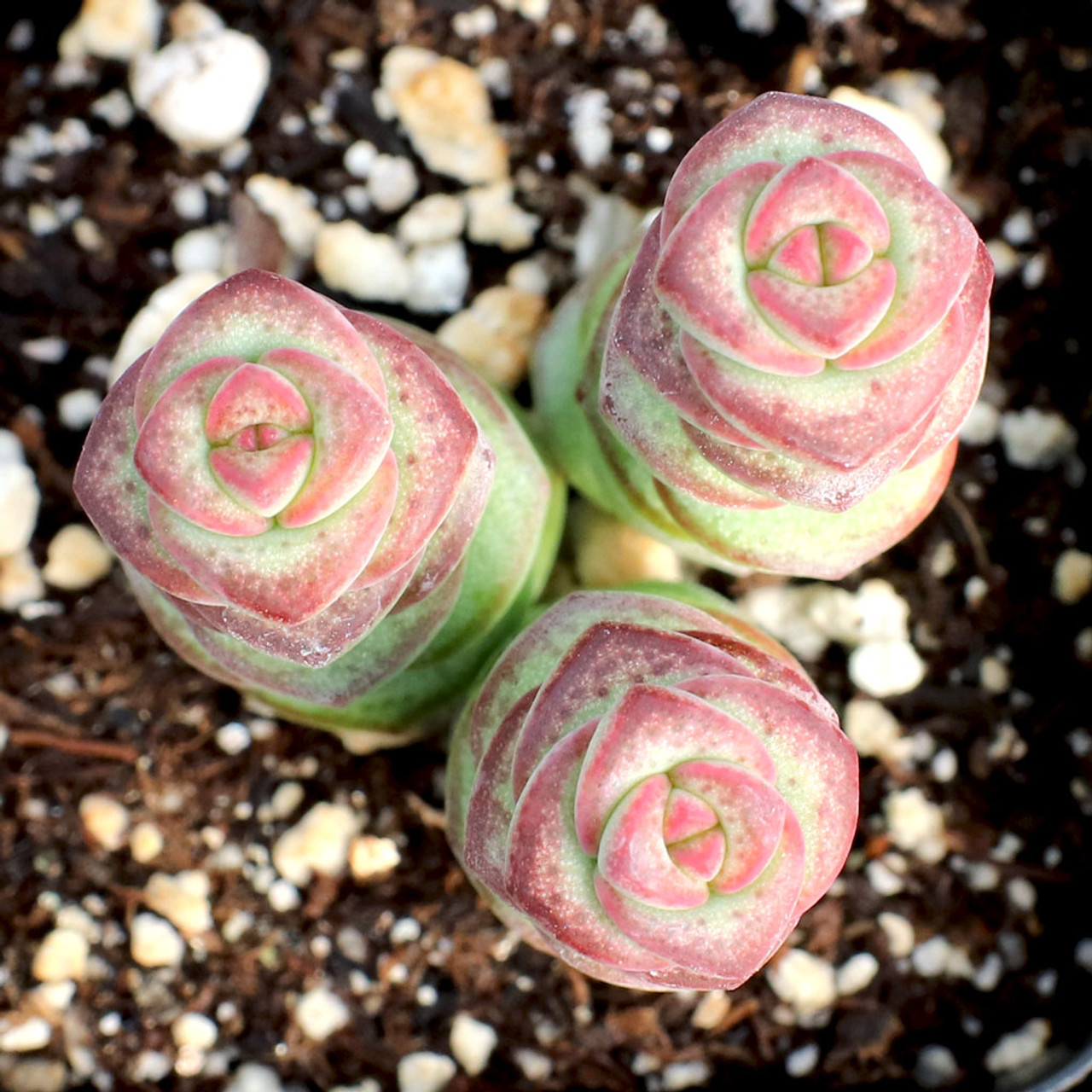 Buy Medium Succulent Plant. Crassula Baby's Necklace. Small Square Leaves  on Top of Leaves That Are Green With Rose Blushing. Drought Resistant  Online in India - Etsy
