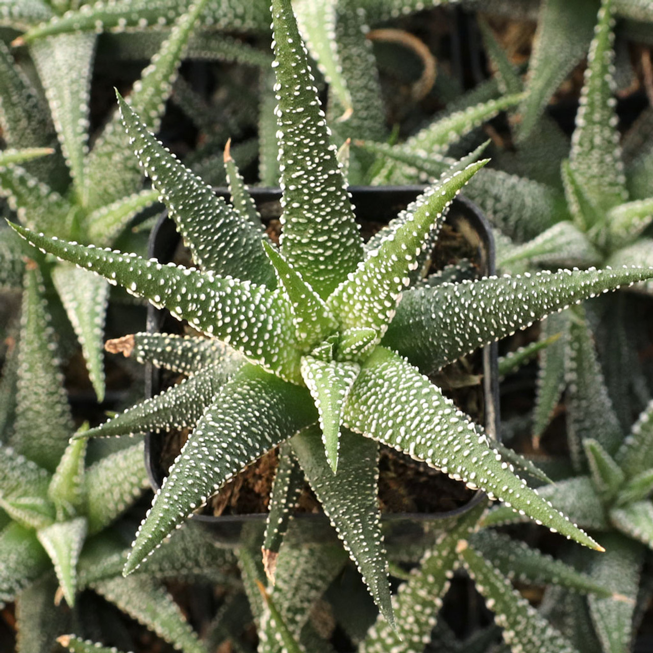 Haworthia attenuata var. radula