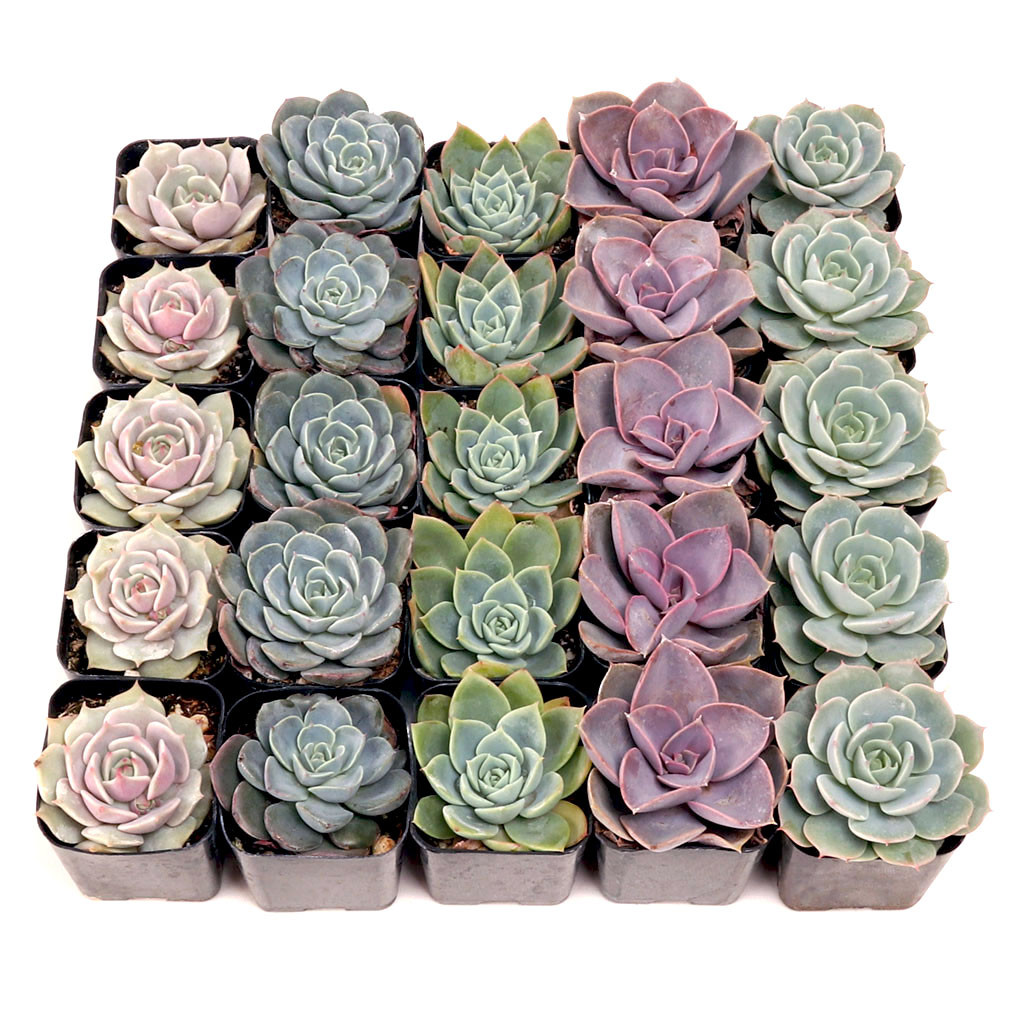 Echeveria Bulk Pack (25-50 Plants, 2" Pots) | MCG