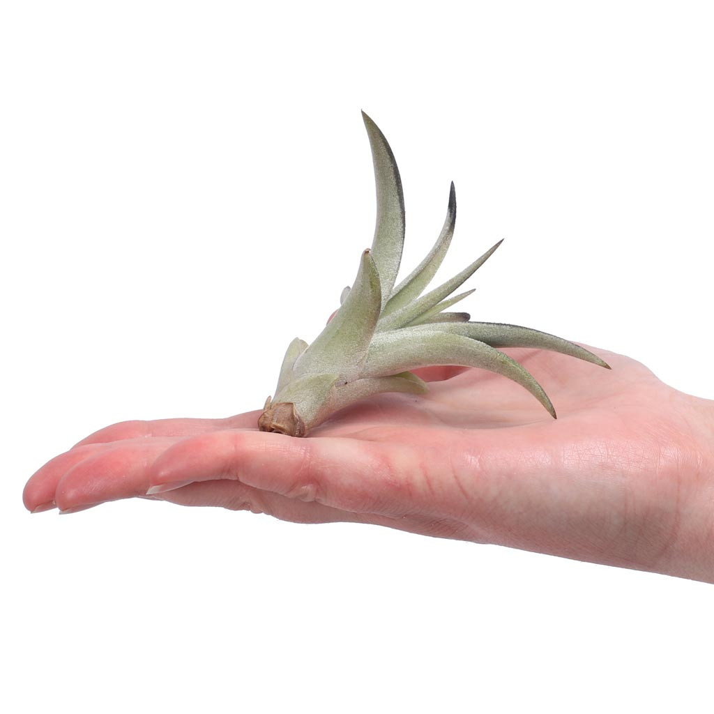 Air Plant - Tillandsia harrisii (black, enhanced) [4.0-5.0