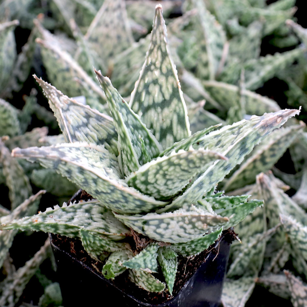 Aloe 'Doran Black'