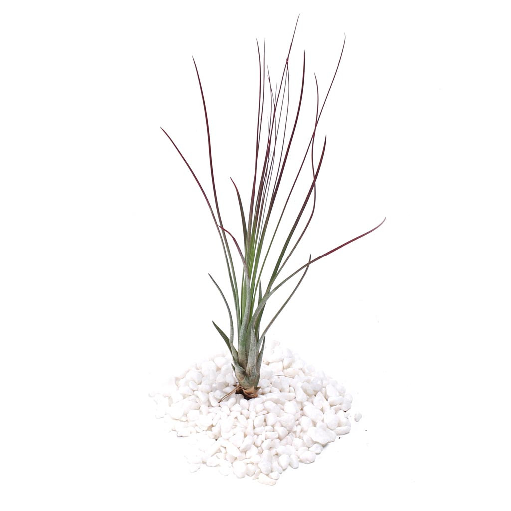 Air Plant - Tillandsia juncea [6.0-8.0"]
