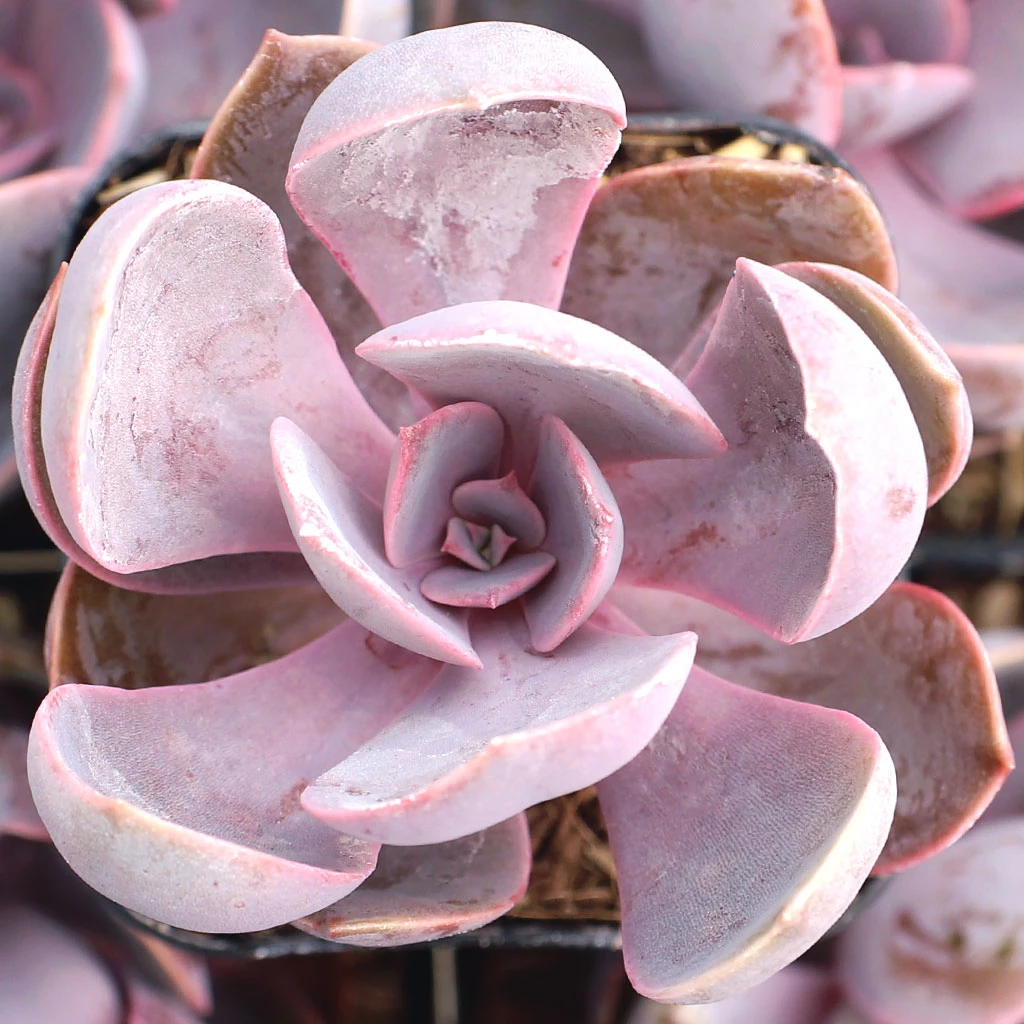 Echeveria 'Purple Pearl'
