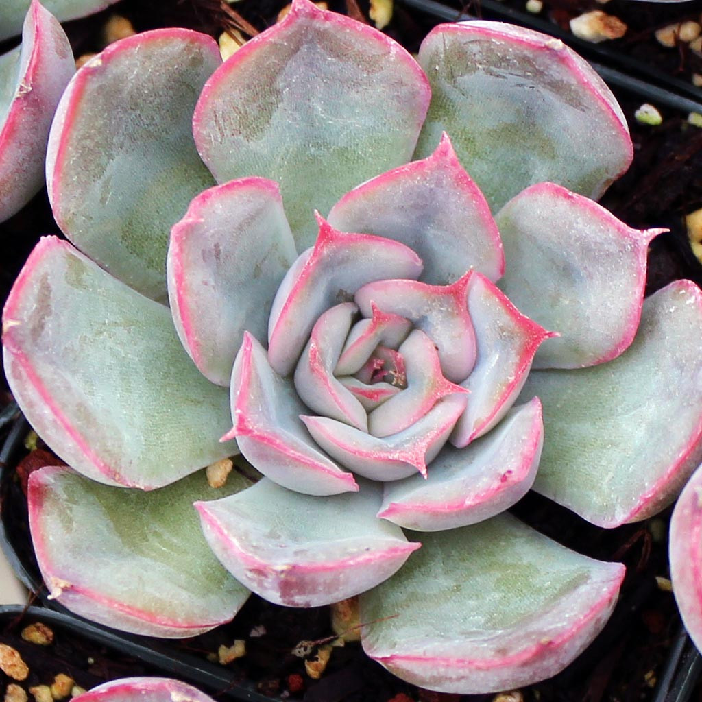 Echeveria 'Hercules' | Mountain Crest Gardens™