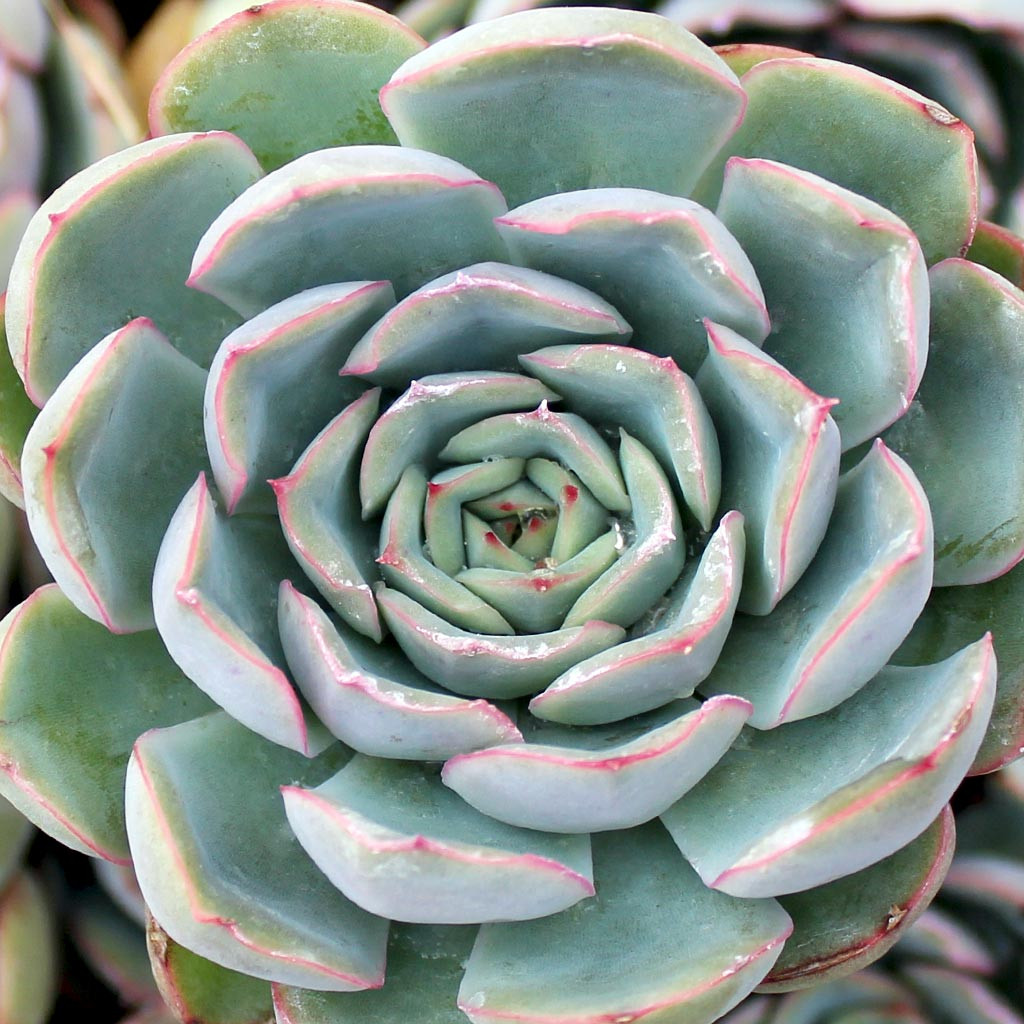 Echeveria 'Hercules' | Mountain Crest Gardens™