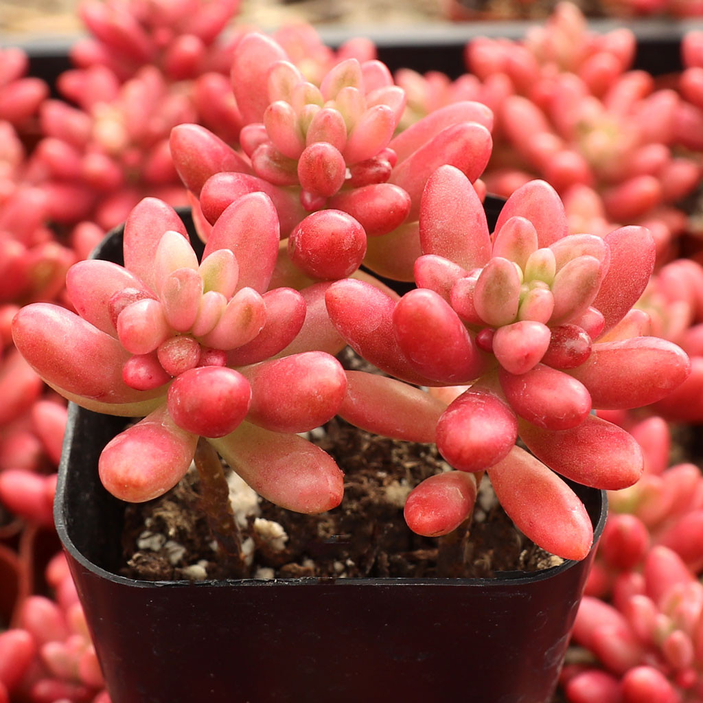 Sedum x rubrotinctum 'Aurora' | Jelly Beans | grow urban.