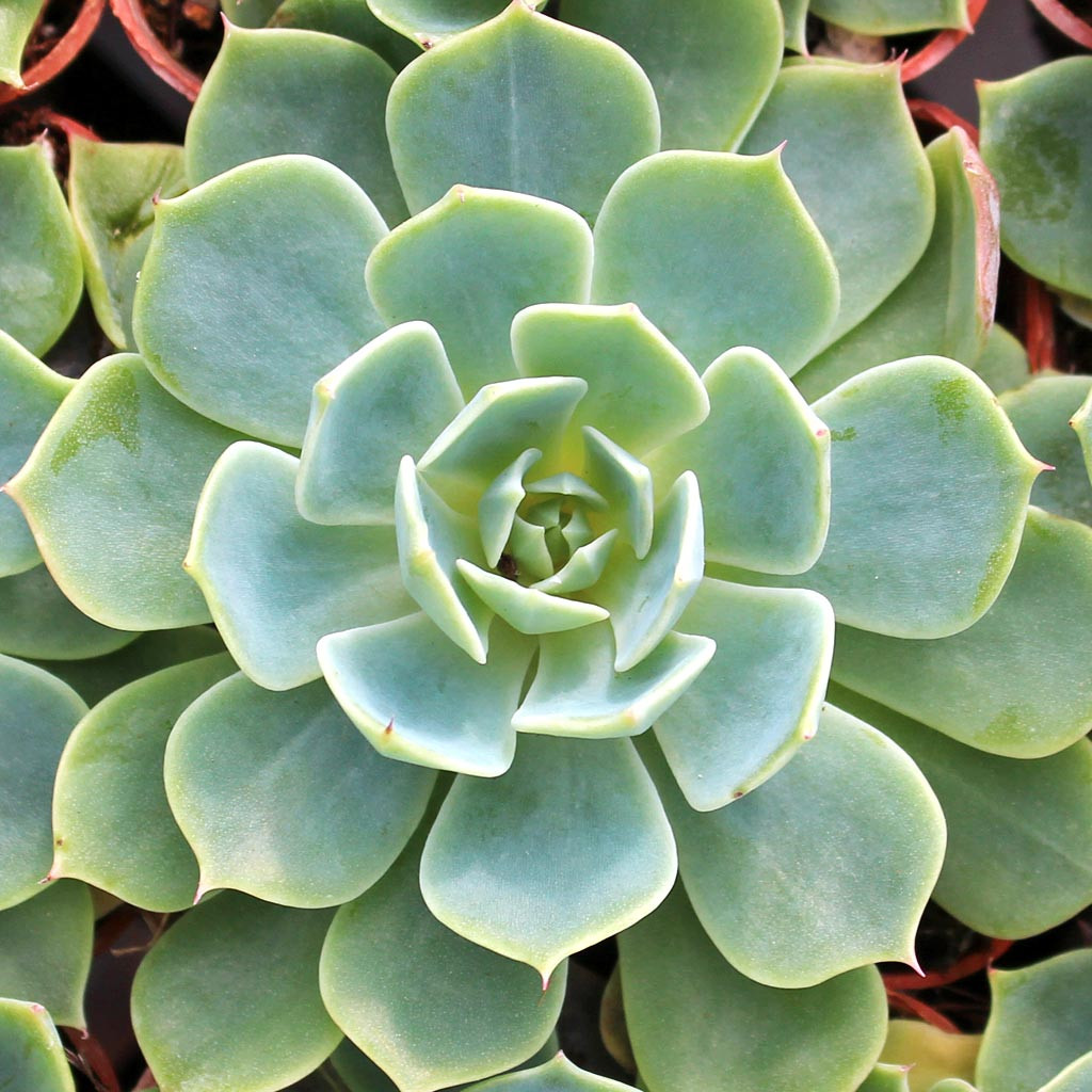Echeveria secunda - Mountain Crest Gardens