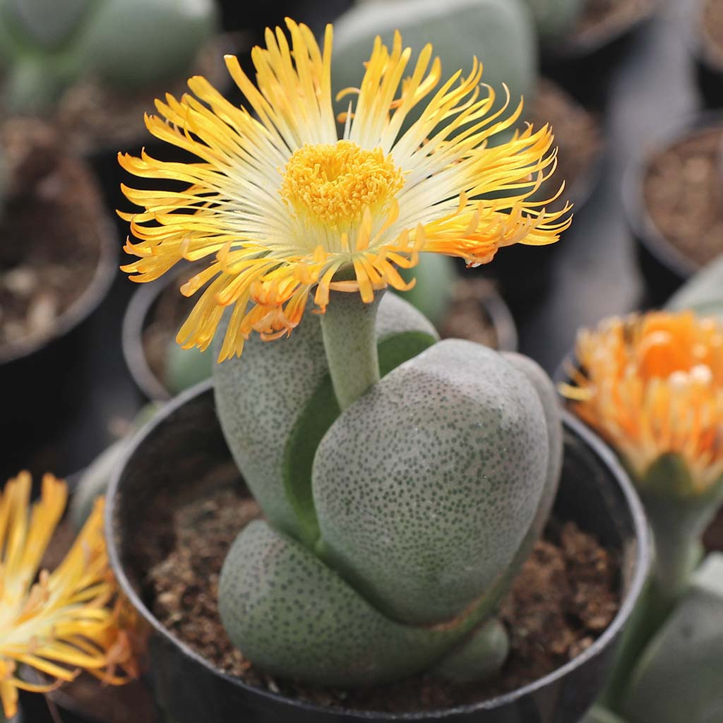 zz plant scientific name Black ZZ Plant | Low Light Plants & Houseplants Delivery