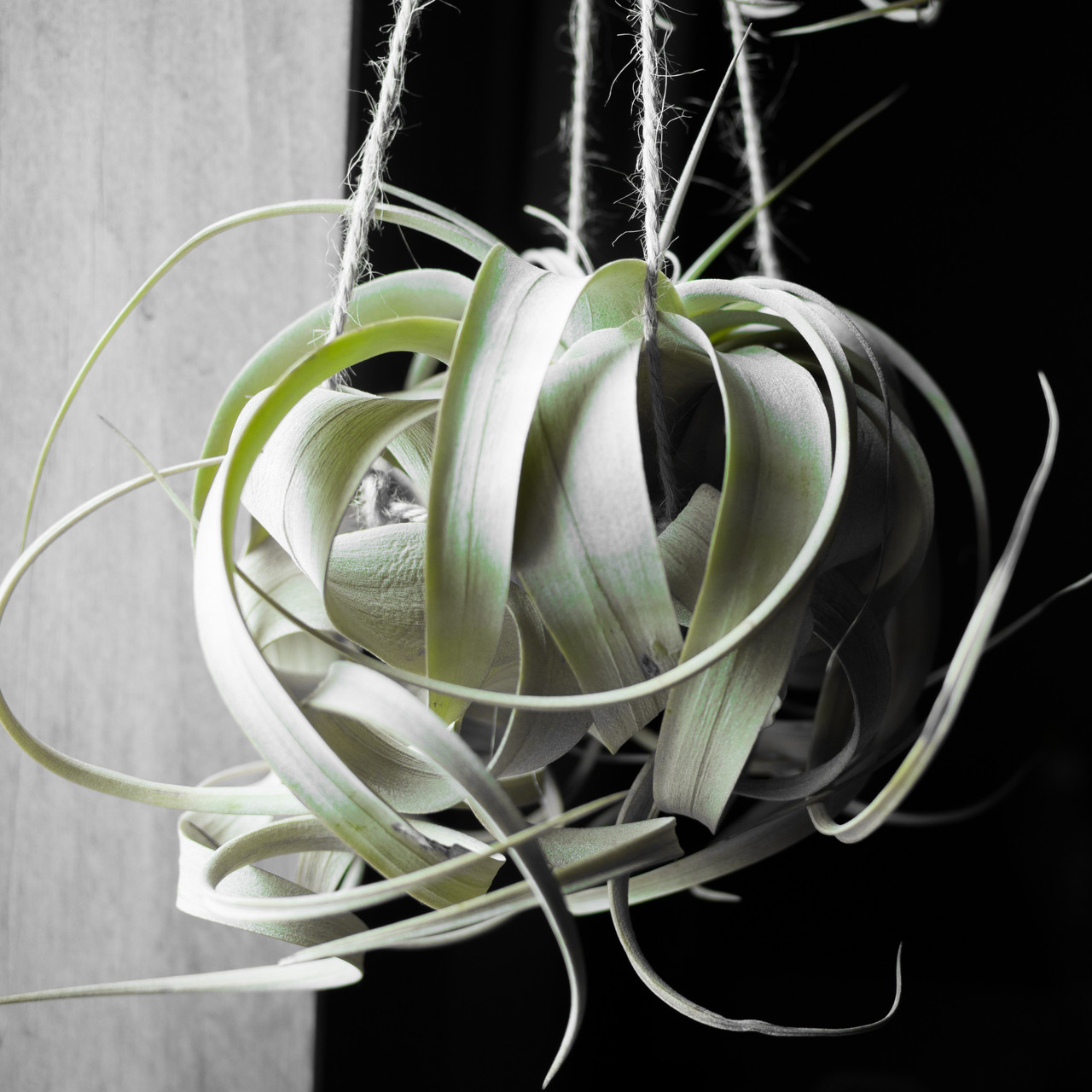 Air Plant - Tillandsia xerographica [5-6