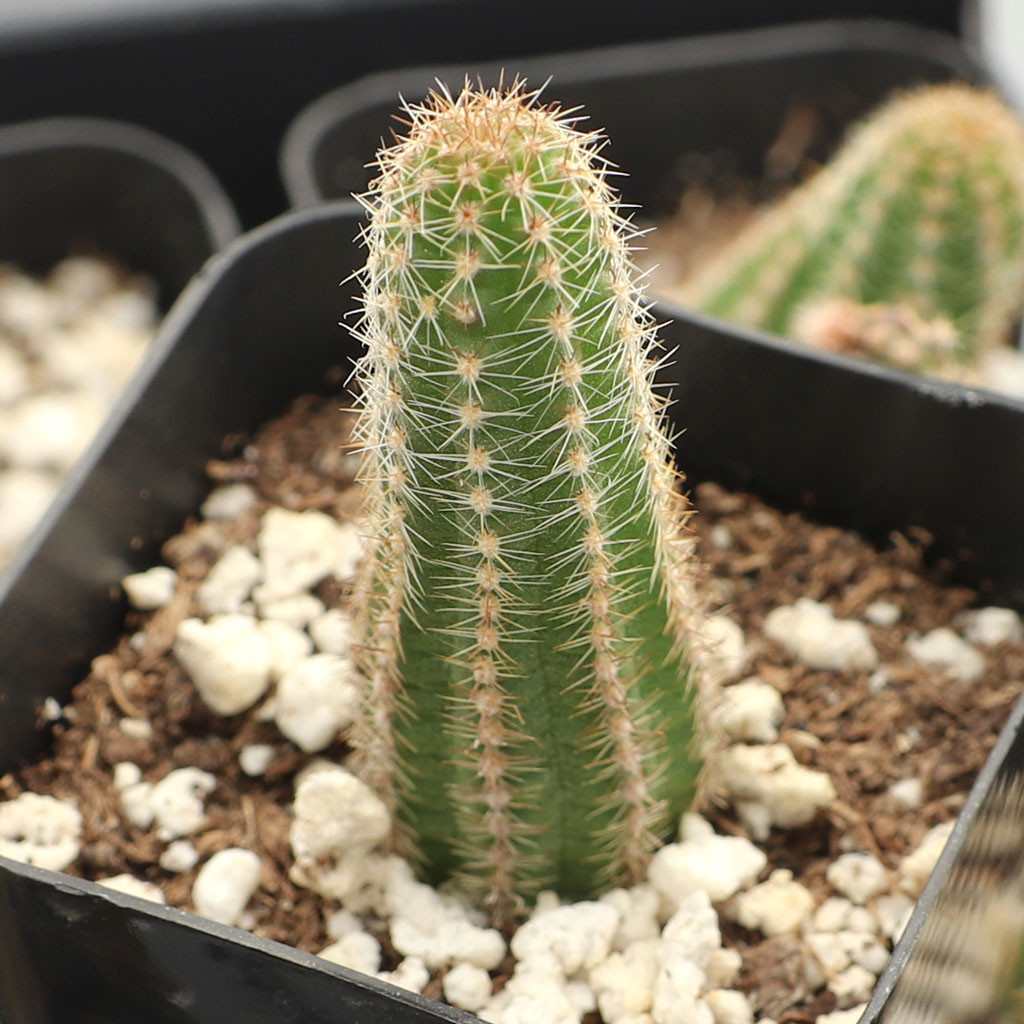 Echinopsis chamaecereus - Peanut Cactus