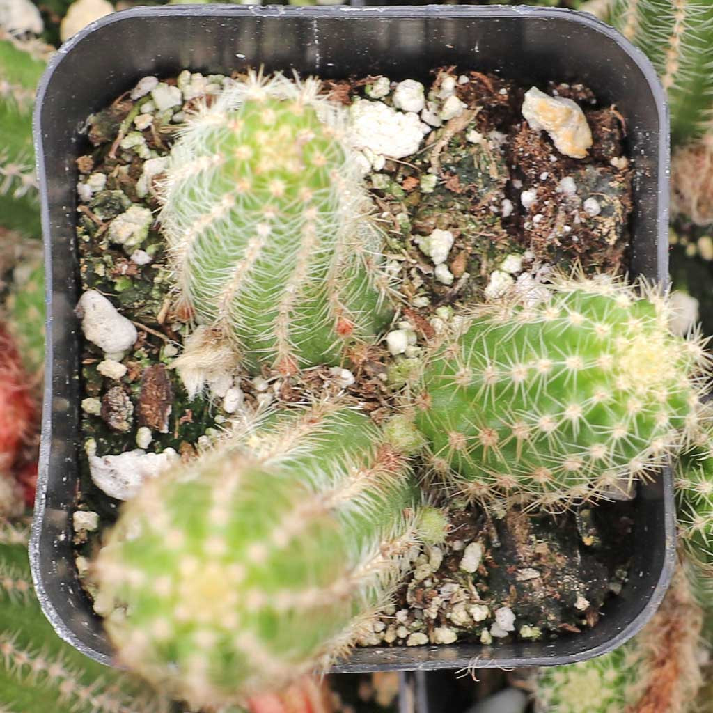 Echinopsis chamaecereus - Peanut Cactus - Mountain Crest Gardens