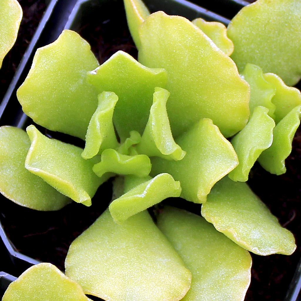 Adromischus cristatus var. zeyheri | Mountain Crest Gardens®