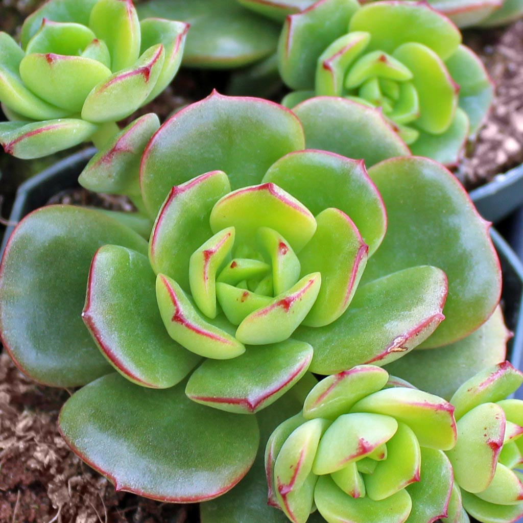 Echeveria 'Wilderness' | Mountain Crest Gardens™