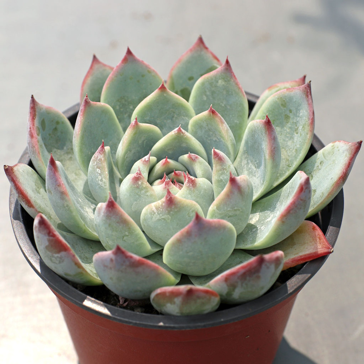 Echeveria Beatrice Mountain Crest Gardens