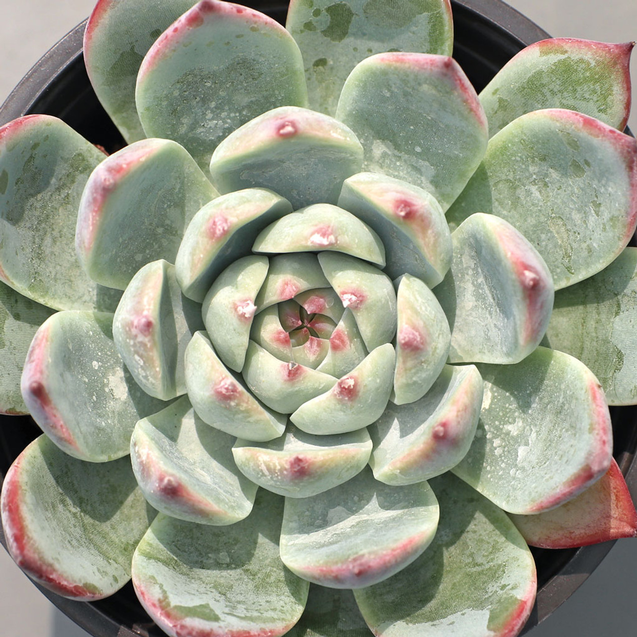 Echeveria Beatrice Mountain Crest Gardens