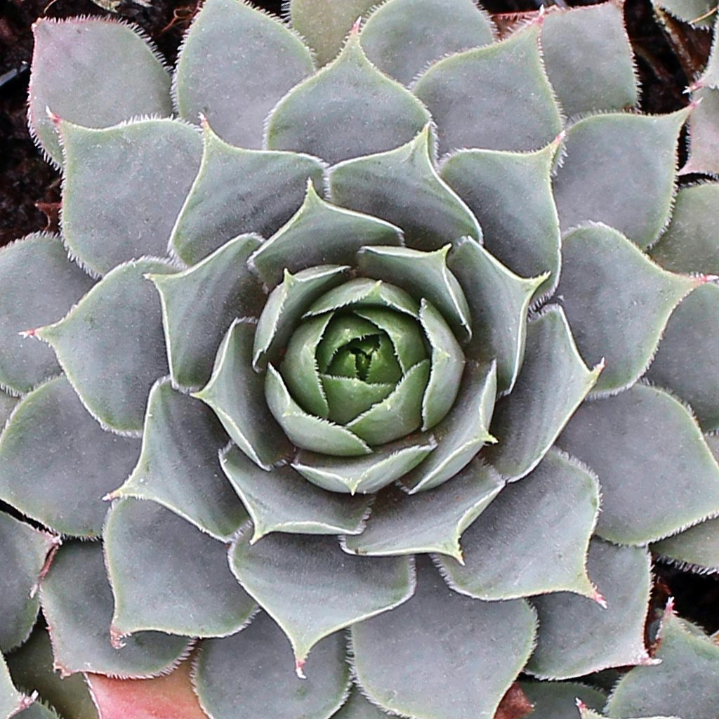 Sempervivum 'Pacific Blue Ice' | Mountain Crest Gardens