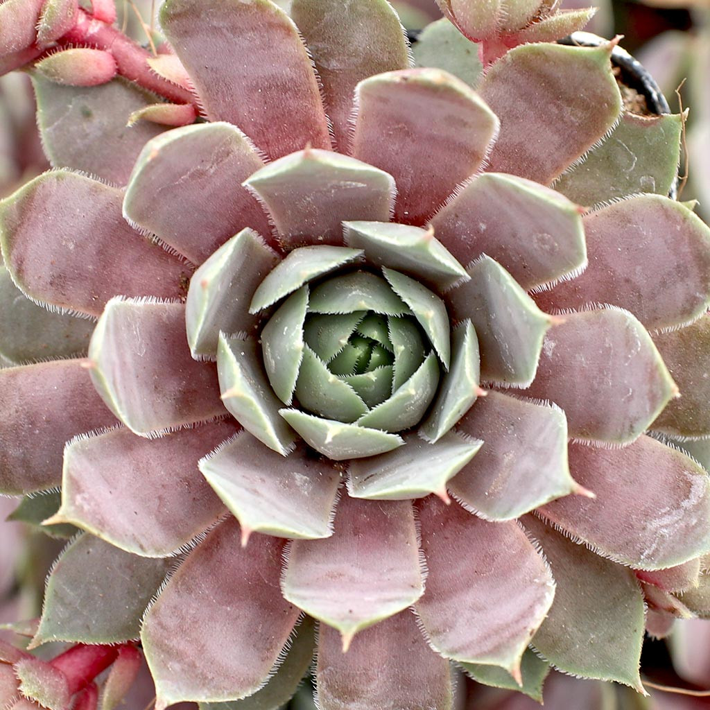 Mountain Crest Gardens Sempervivum - Thumbnail 5