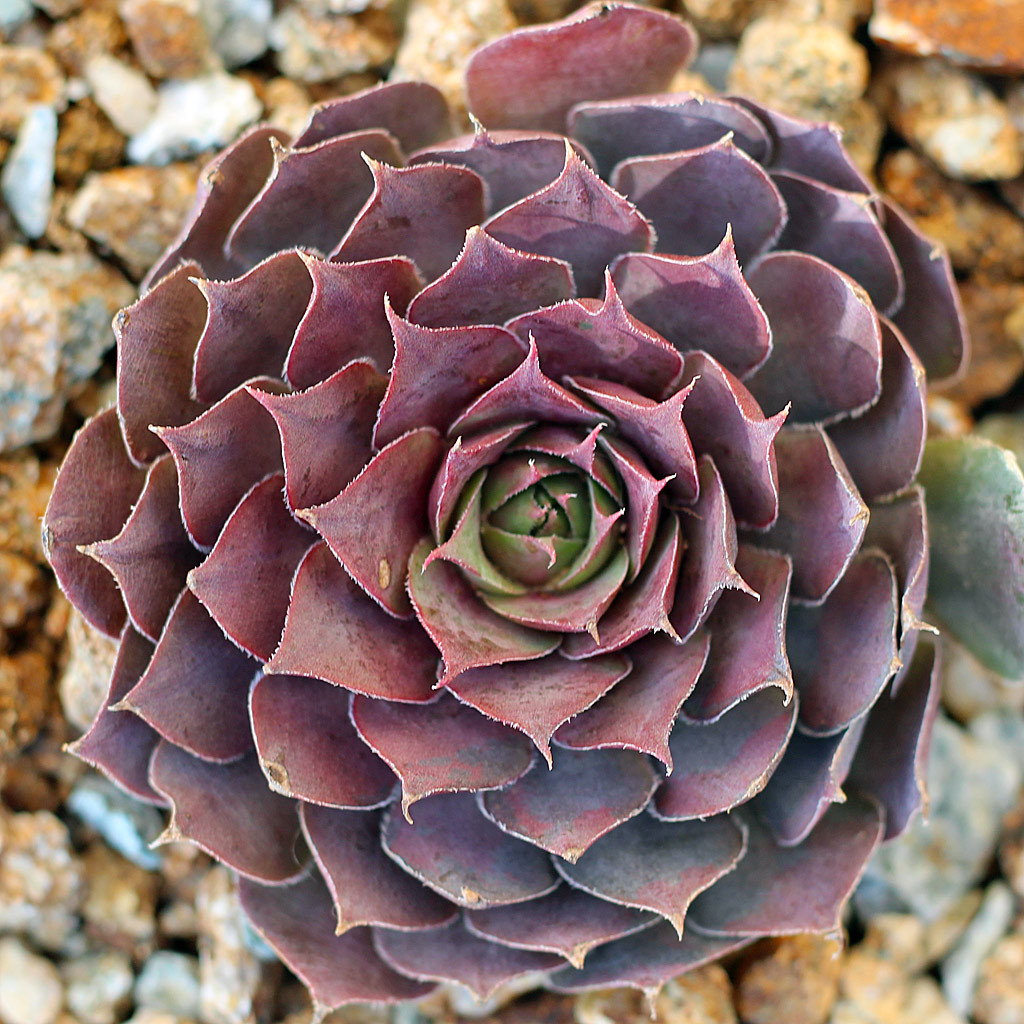 Mountain Crest Gardens Sempervivum - Thumbnail 3