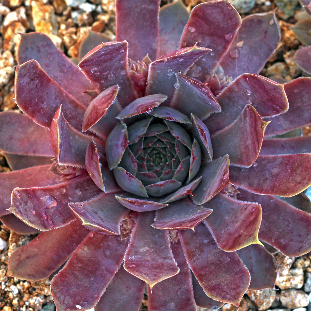 Mountain Crest Gardens Sempervivum