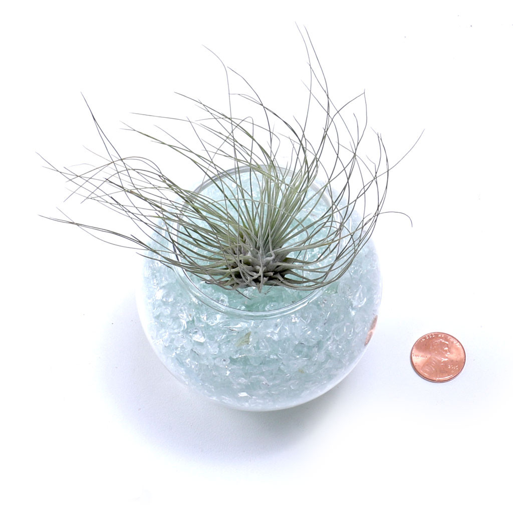 Air Plant - Tillandsia fuchsii [3.0-4.0