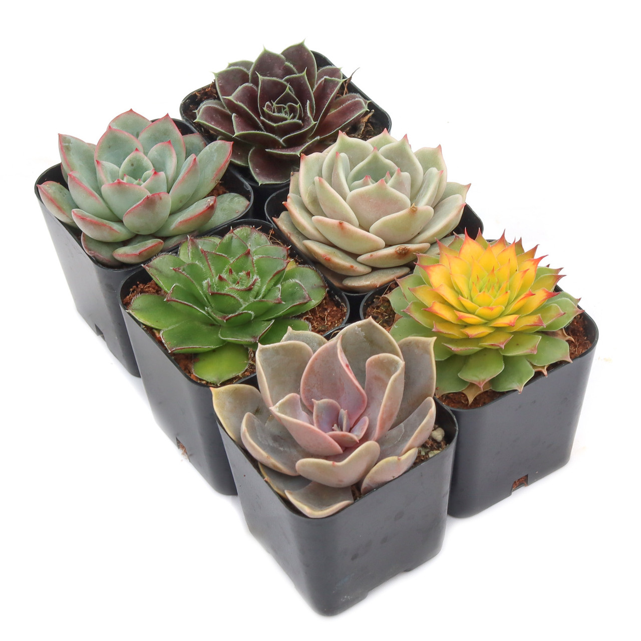 rare succulent shop Cactus and Succulent Soil Mix: The Ultimate Pro Mix Formula 12 Quarts