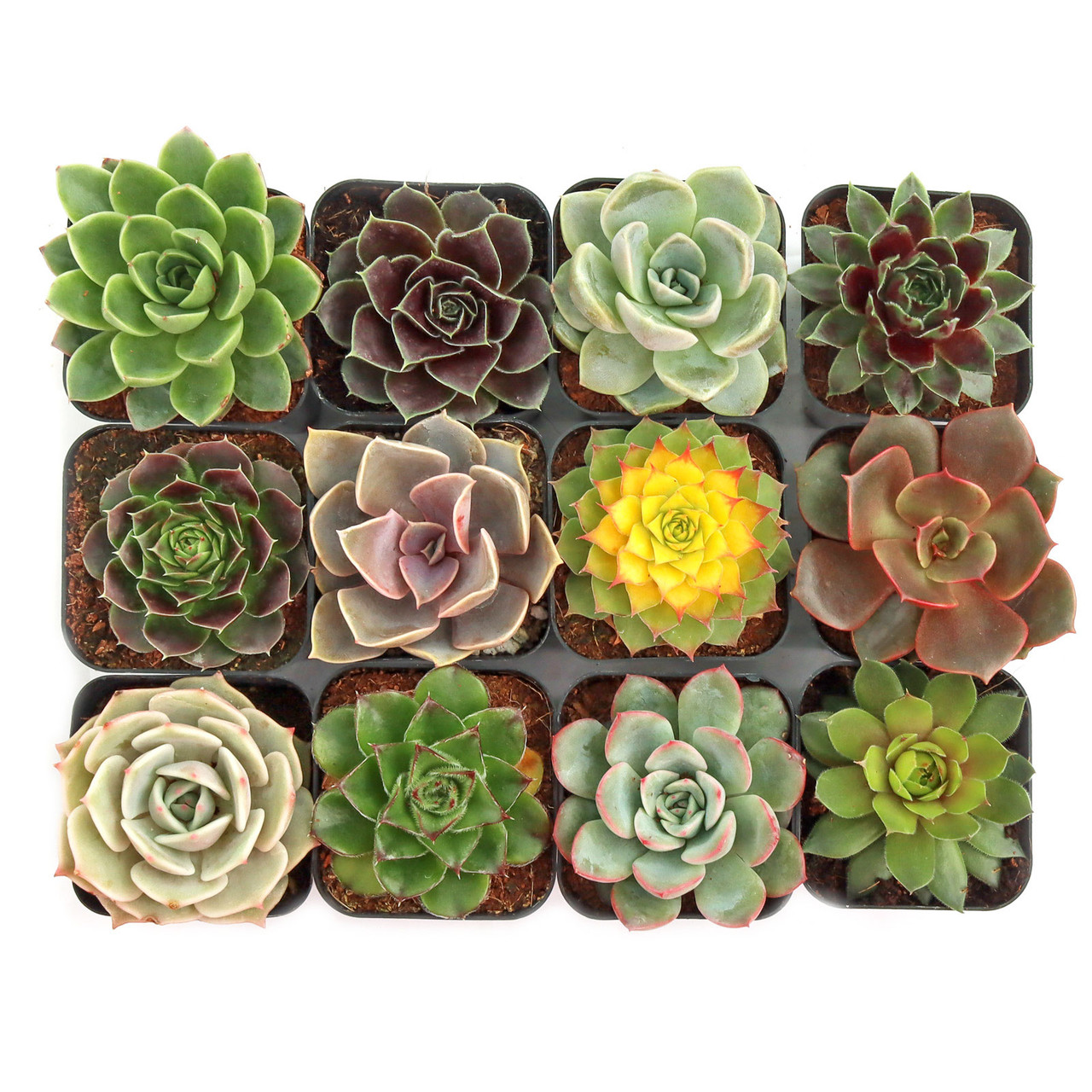 Rosette Succulent Pack (6-12 Plants, 2" Pots)
