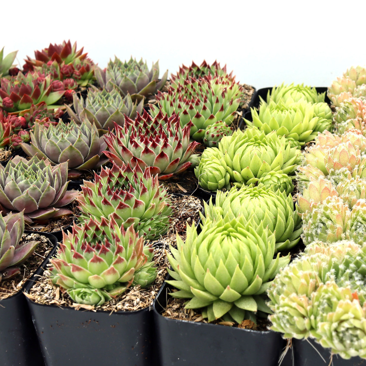Sempervivum Bulk Pack (25-50 Plants, 2" Pots) | 50-Pack (10 Varieties, 5 of  Each)