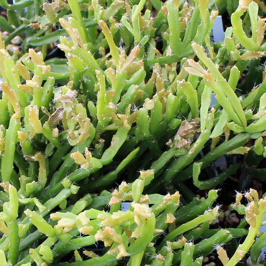 Rhipsalis Ewaldiana Mountain Crest Gardens