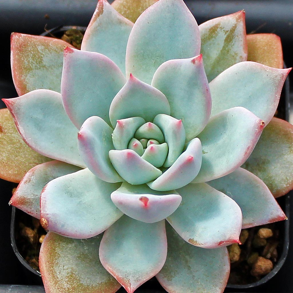 薄葉　多肉植物　Echeveria blue bird錦 Echeveria 'Blue Bird' - Mountain Crest Gardens