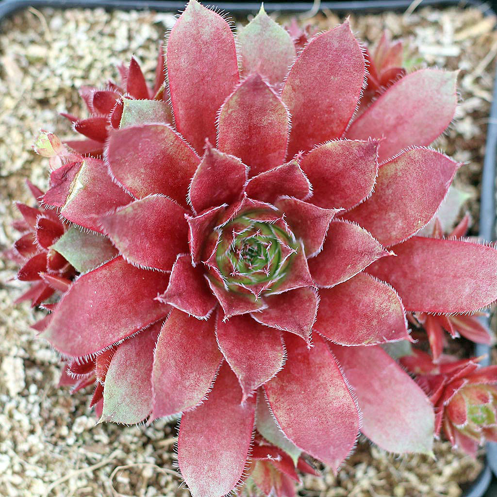 Sempervivum 'Red Rubin' - Mountain Crest Gardens