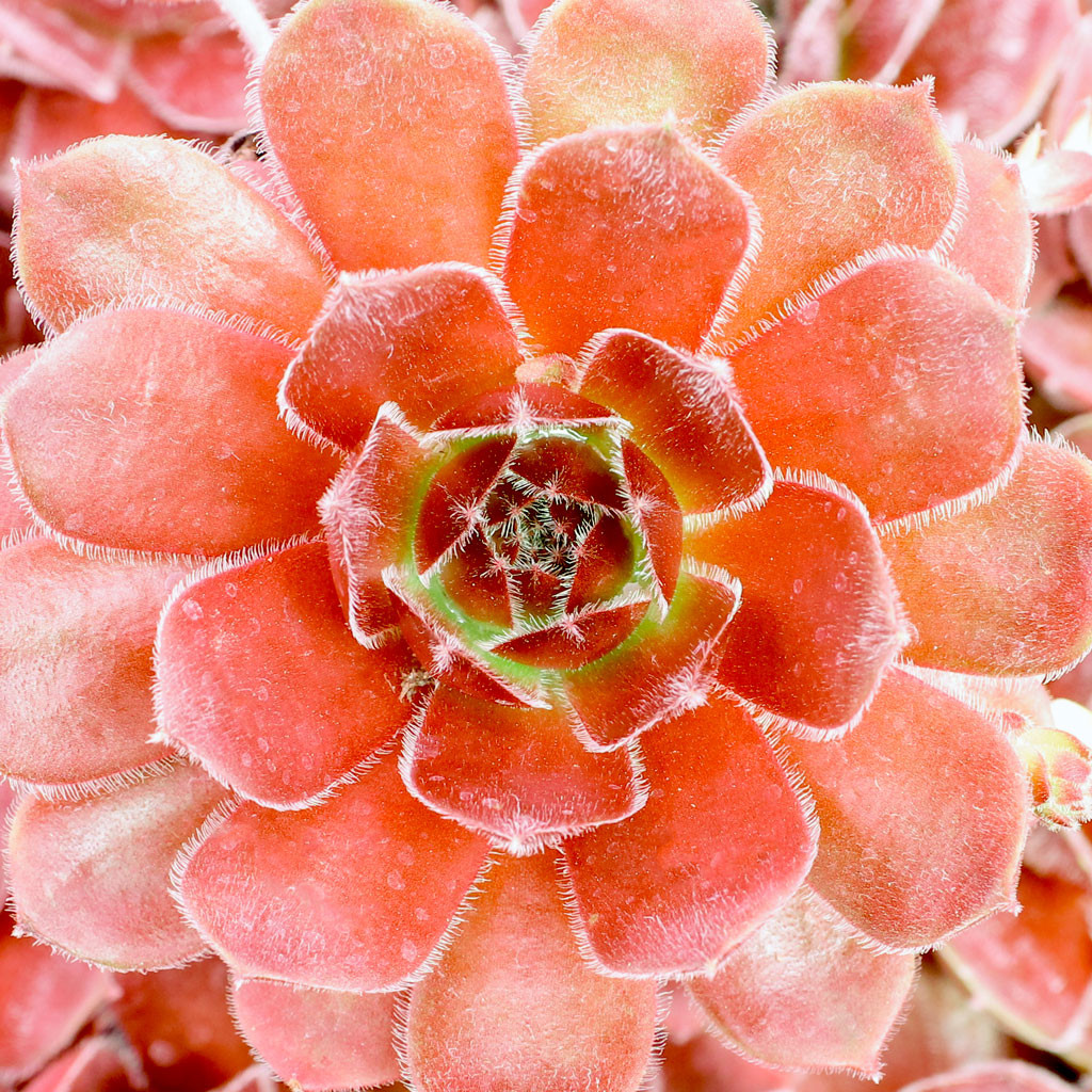 Sempervivum 'Dea' - Mountain Crest Gardens