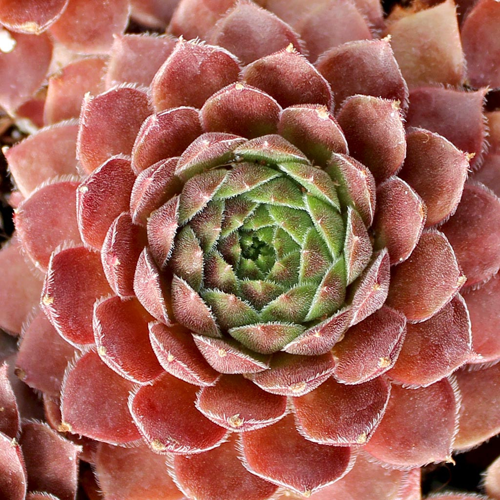 Sempervivum 'Dea' - Mountain Crest Gardens