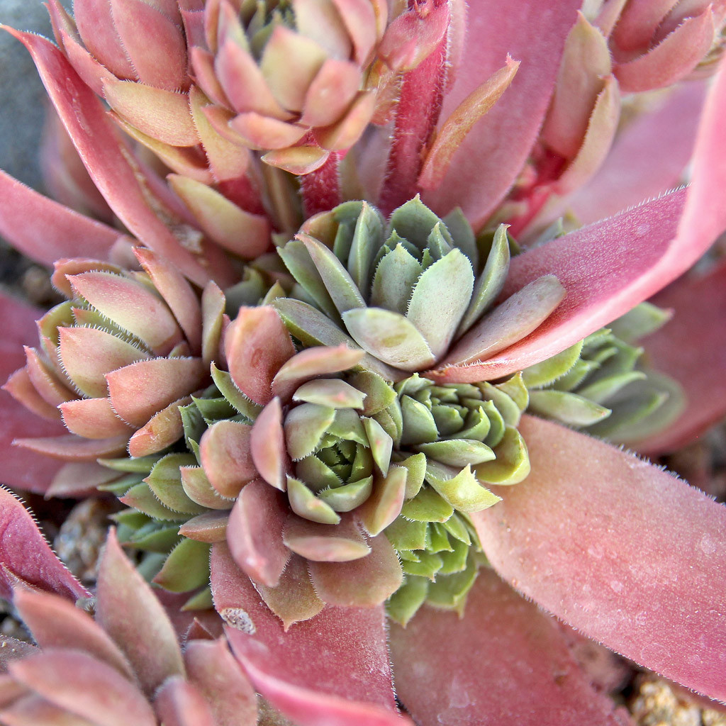 Sempervivum 'Desert Bloom'