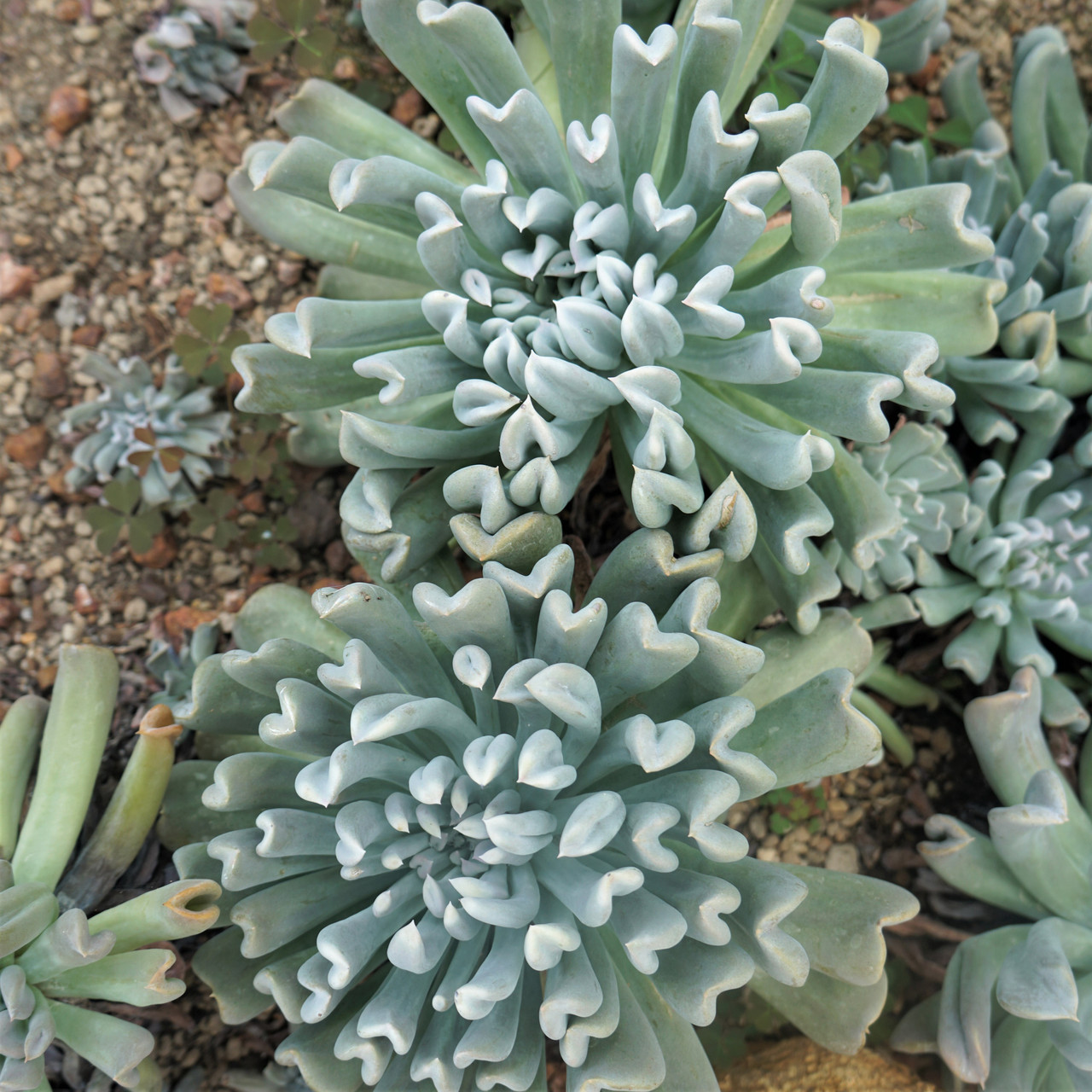 Echeveria runyonii 'Topsy Turvy' | Mountain Crest Gardens™