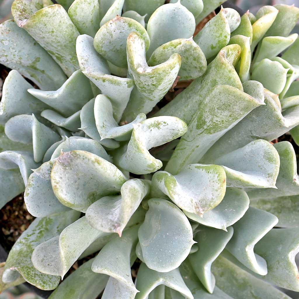 Echeveria runyonii 'Topsy Turvy'