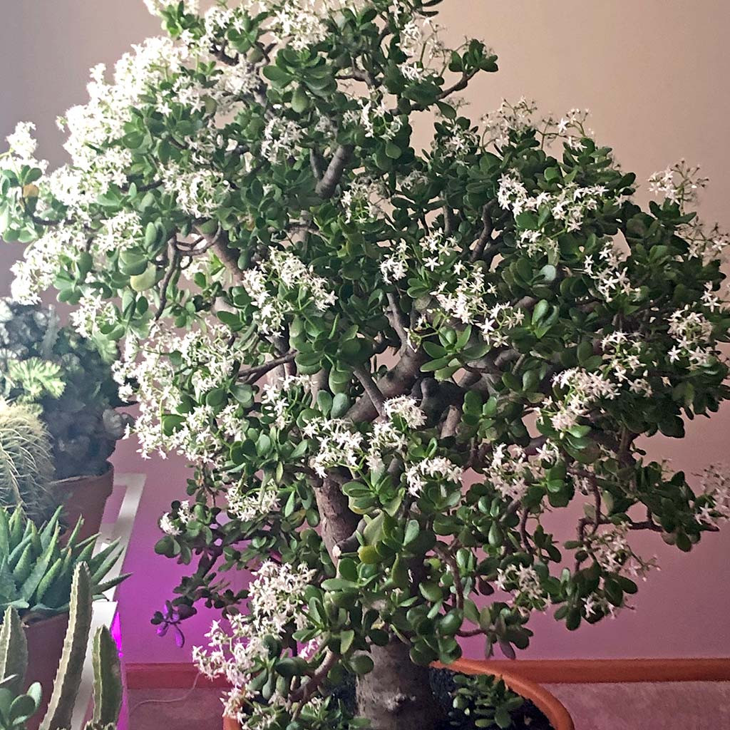 Crassula ovata - Classic Jade - Mountain Crest Gardens®