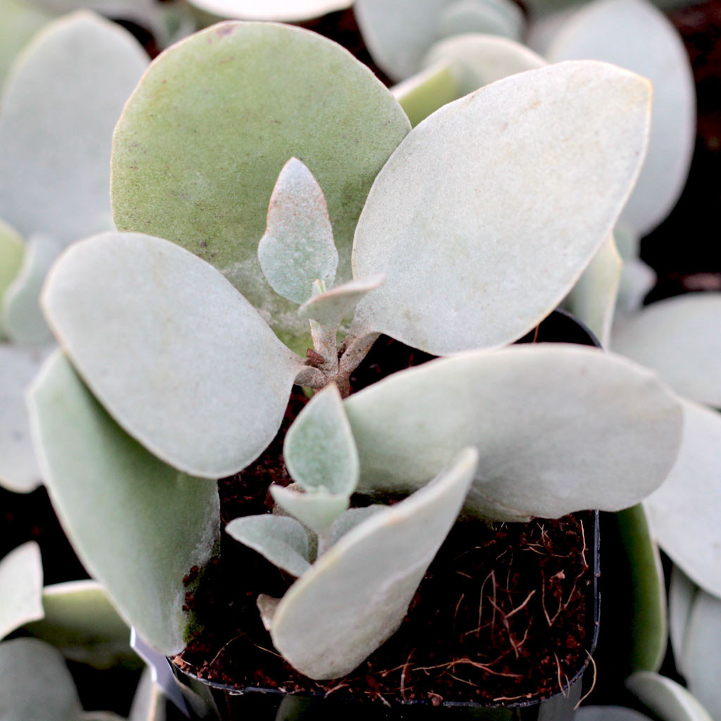 Kalanchoe bracteata Silver Teaspoons Mountain Crest Gardens