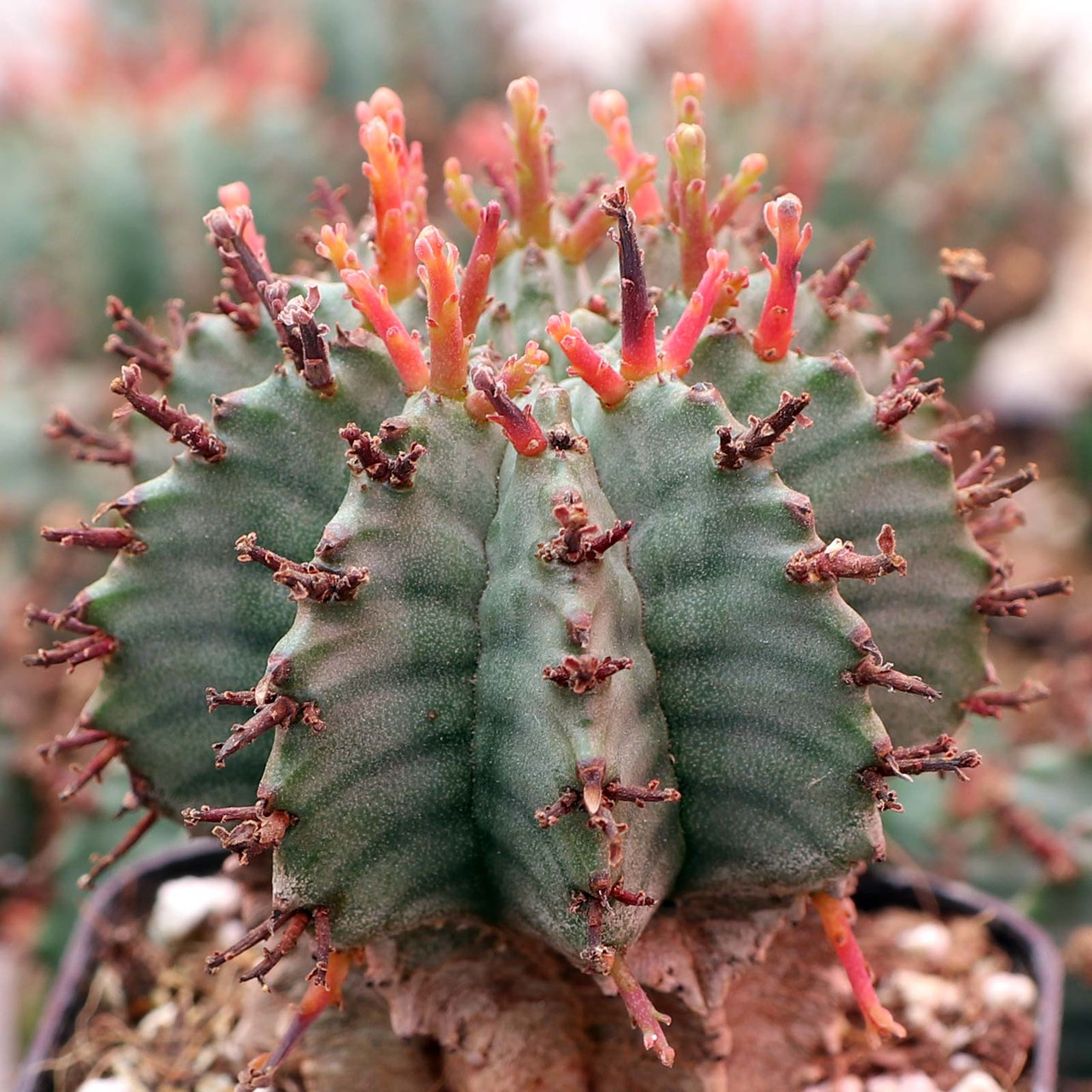 Euphorbia Horrida Var Nova Mountain Crest Gardens euphorbia-horrida-var-nova-mountain-crest-gardens