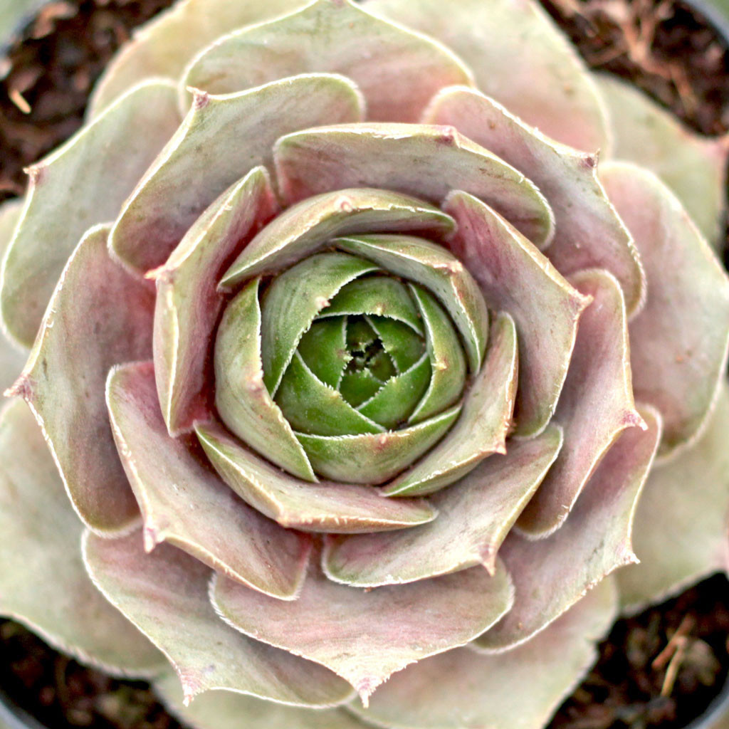 センペルビウム Rita Jane Sempervivum 'Rita Jane' - Mountain Crest Gardens
