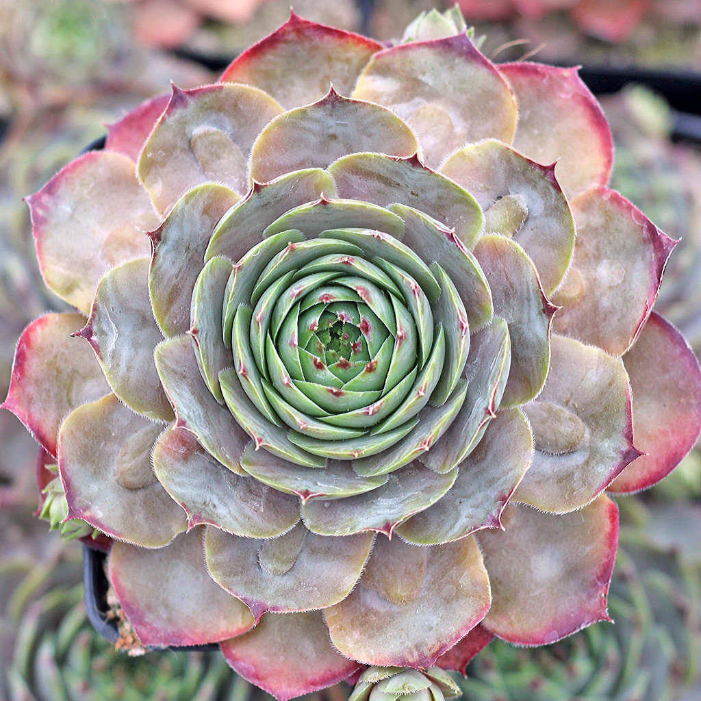 センペルビウム Rita Jane Sempervivum 'Rita Jane' - Mountain Crest Gardens