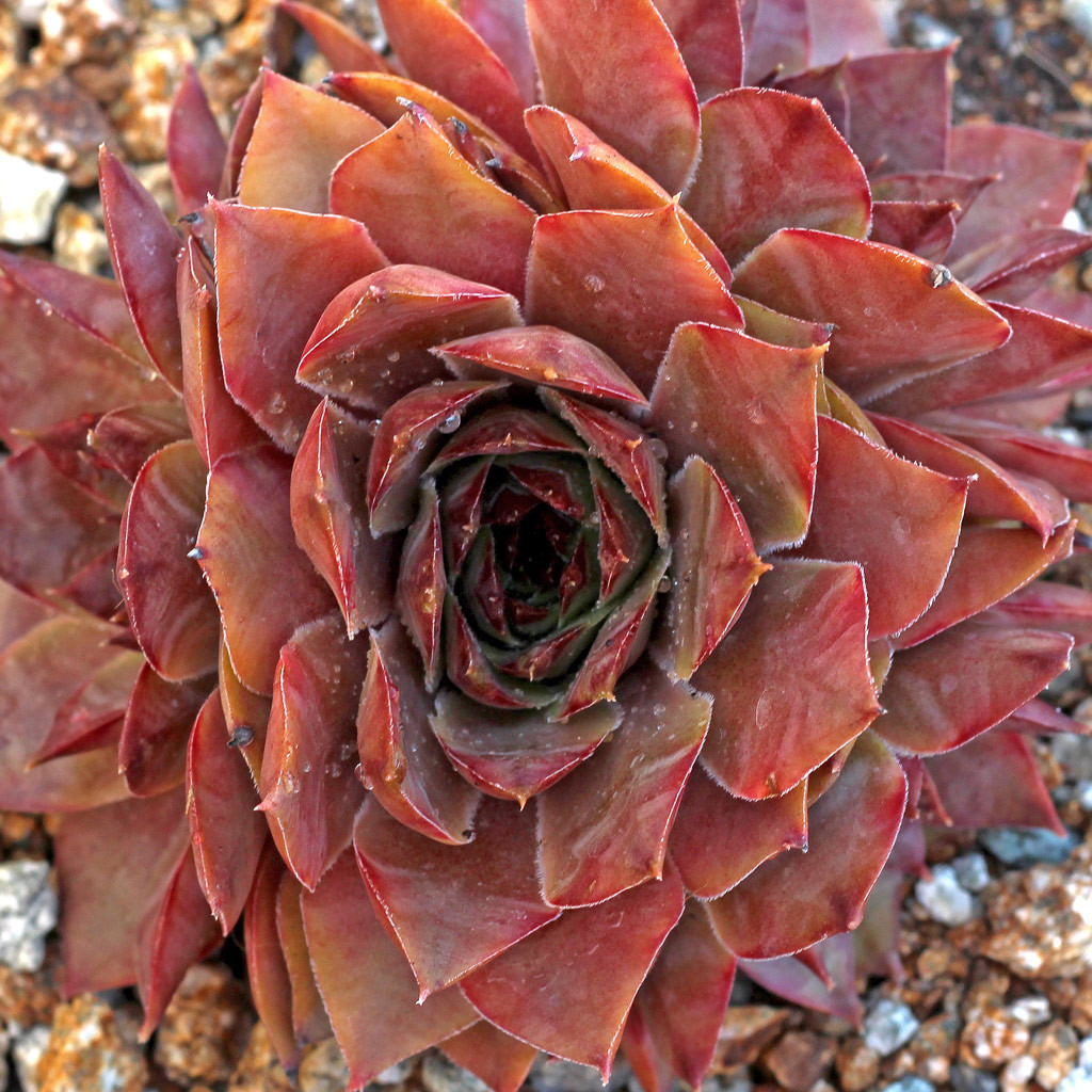 センペルビウム Rita Jane Sempervivum 'Rita Jane' - Mountain Crest Gardens