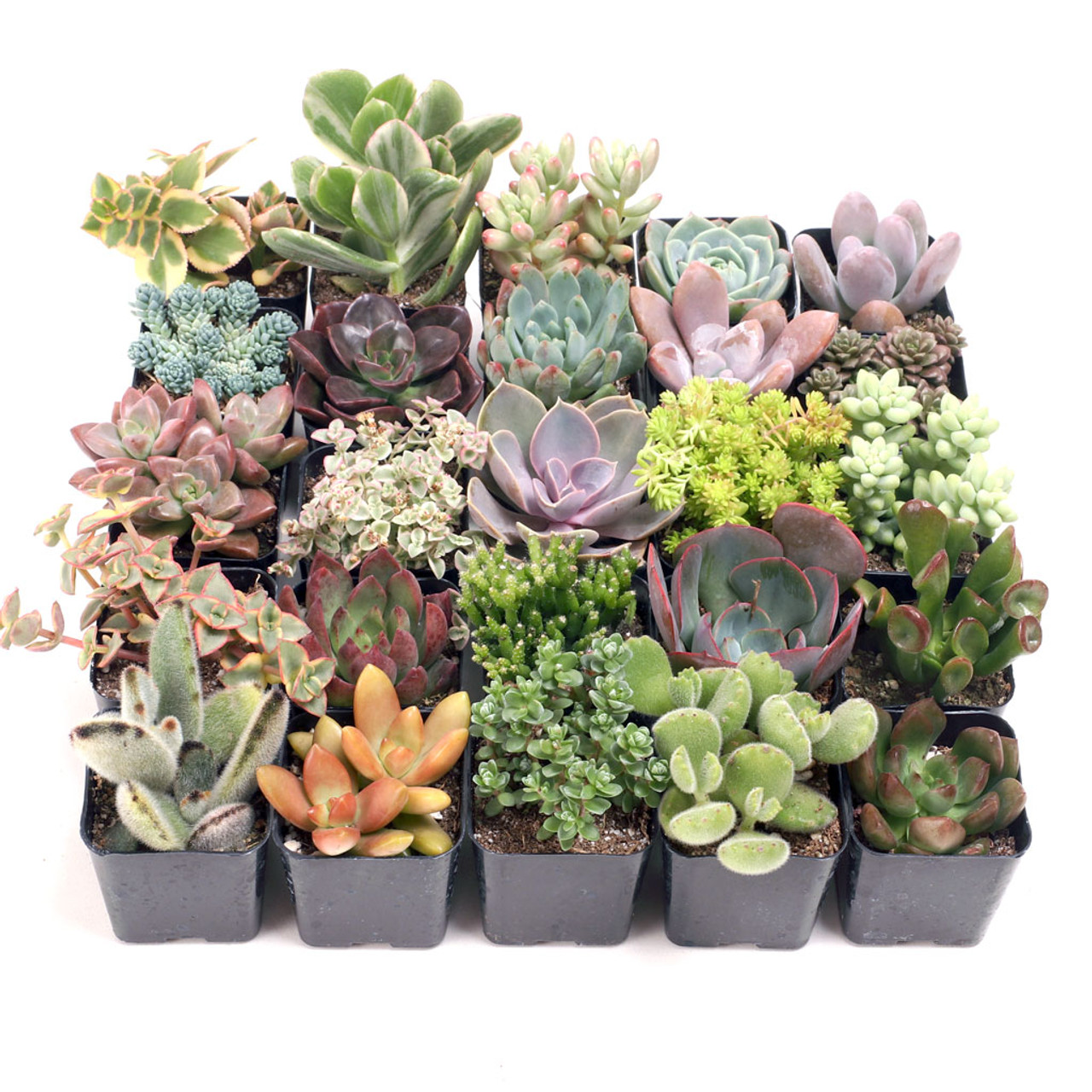 Echeveria Misty Lilac  Grow and Care Requirements