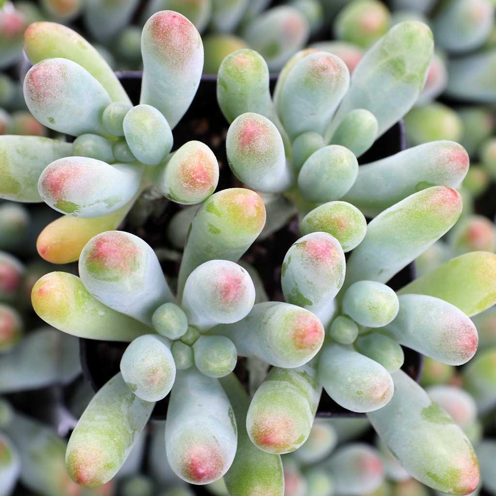 DESIGNOBAUM BOFU 55 クリスタルチャート　+ソフトハニタス2個 Sedum pachyphyllum 'Blue Jelly Bean' | MCG™