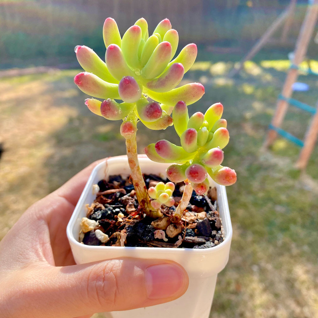 Sedum pachyphyllum 'Blue Jelly Bean' | MCG™