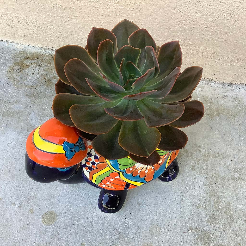 Echeveria 'Melaco' | Mountain Crest Gardens™