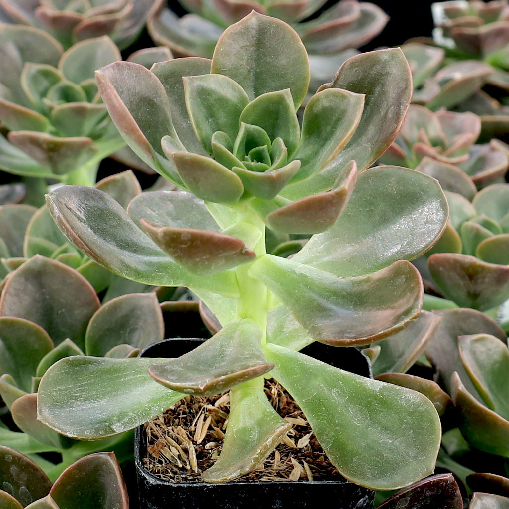 Echeveria 'Melaco' | Mountain Crest Gardens™