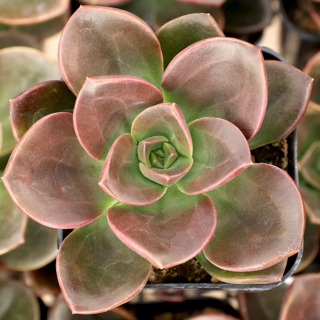 Echeveria 'Melaco' | Mountain Crest Gardens™